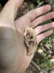 Isolobodon portoricensis