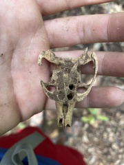 Isolobodon portoricensis