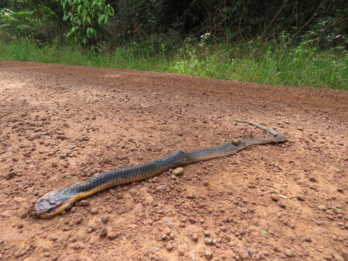 Amazon False Fer-de-lance