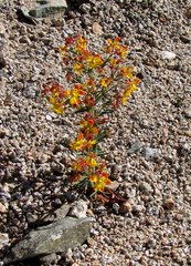 Dinemandra ericoides