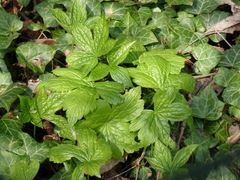 Astrantia major