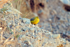 Sicalis olivascens