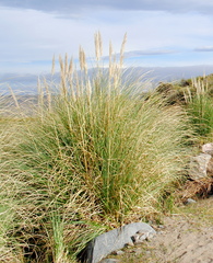 Cortaderia speciosa
