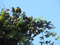 Cussonia sphaerocephala