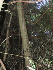 Cussonia sphaerocephala