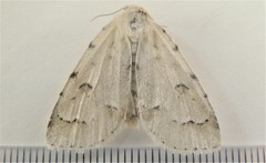 Acronicta innotata