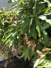 Mangifera indica