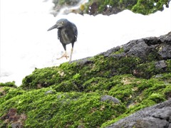 Butorides striata sundevalli