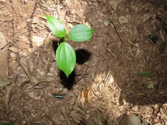 Scepocarpus trinervis