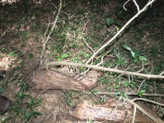 Scepocarpus trinervis