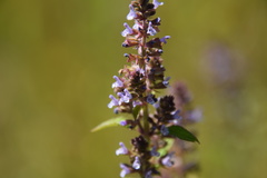 Salvia plebeia