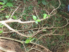 Scepocarpus trinervis