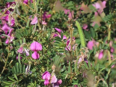 Tephrosia shiluwanensis