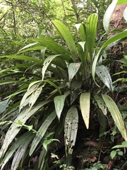 Calanthe formosana
