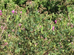 Tephrosia shiluwanensis