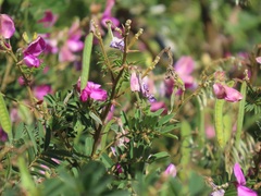 Tephrosia shiluwanensis