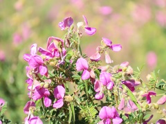 Tephrosia shiluwanensis