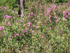 Tephrosia shiluwanensis