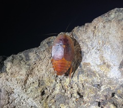 Aspiduchus cavernicola