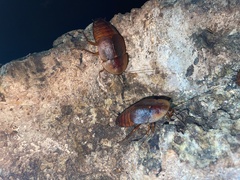 Aspiduchus cavernicola