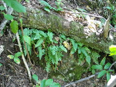 Polypodium saximontanum