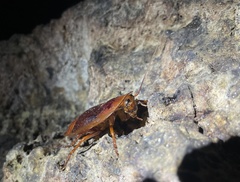 Aspiduchus cavernicola