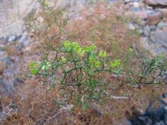 Gymnophyton foliosum