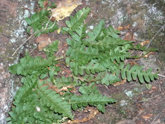 Polypodium saximontanum