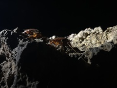 Aspiduchus cavernicola