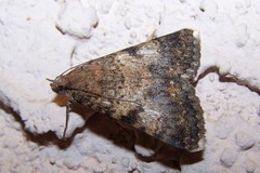 Forsebia cinis