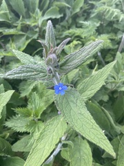 Pentaglottis sempervirens
