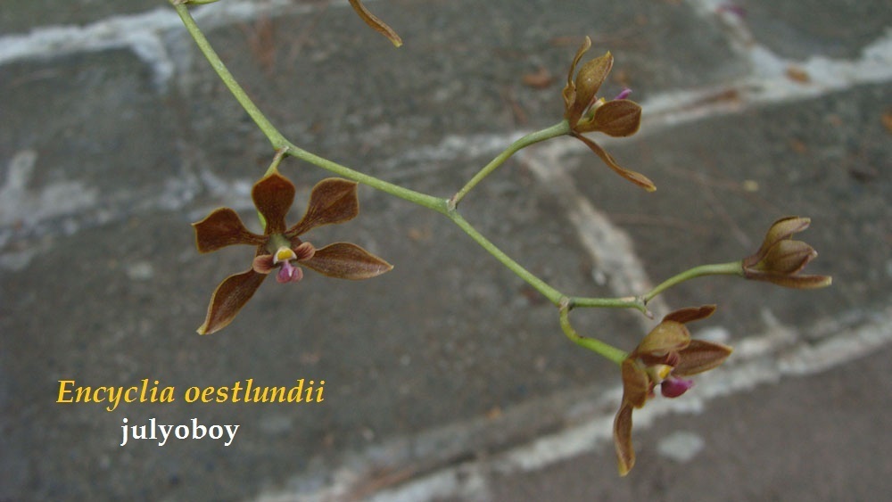 Encyclia oestlundii (Ames, F.T.Hubb. & C.Schweinf.) Hágsater & Stermitz 2