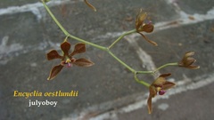 Encyclia oestlundii