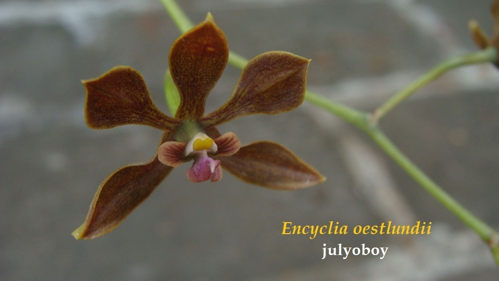 Encyclia oestlundii (Ames, F.T.Hubb. & C.Schweinf.) Hágsater & Stermitz
