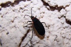 Melacoryphus rubicollis