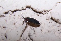 Melacoryphus rubicollis