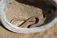 Anniella geronimensis