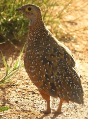 Burchell's Sandgrouse photo 3