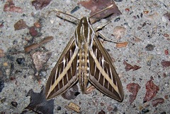 Hyles lineata