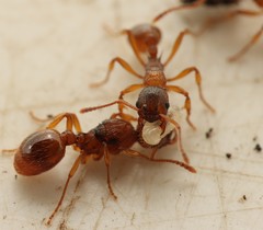 Myrmica rubra