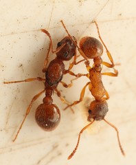 Myrmica rubra