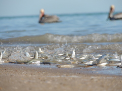 Leuresthes sardina