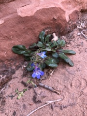Penstemon humilis obtusifolius