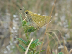 Hesperia leonardus pawnee