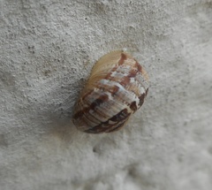 Cornu aspersum