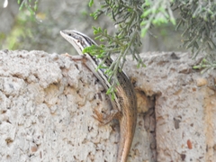 Heremites septemtaeniatus