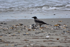 Corvus cornix cornix