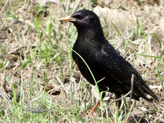 Sturnus vulgaris