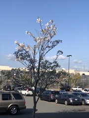 Tabebuia heterophylla