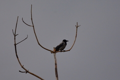 Corvus cornix cornix